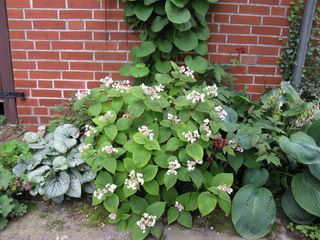 Hortensis_GanzkorperIMG_1975_320x200.JPG