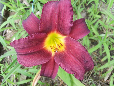 stellainpurple18juli.jpg