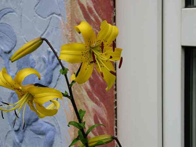 citronella-biene.jpg