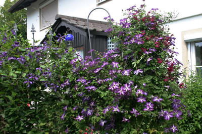 Cl.vit.Venosa_Violacea1709.jpg