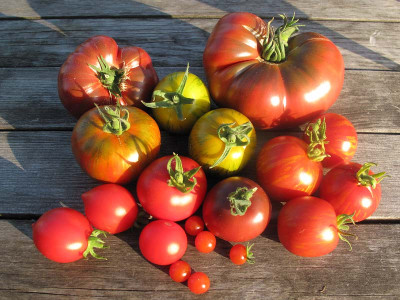 tomaten_19_7_09.jpg