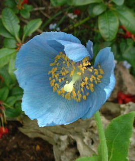 M.grandis.JPG