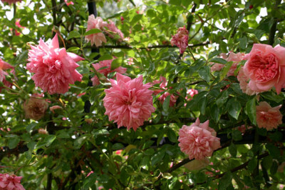 Rose_Paul_Transon0108.jpg