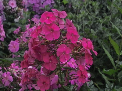 k-Phlox_rosarot.jpg