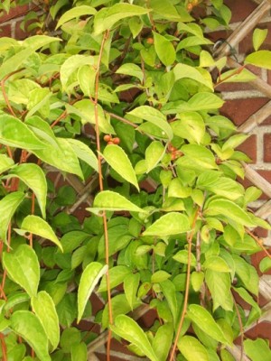 chisandra_chinensis137.jpg