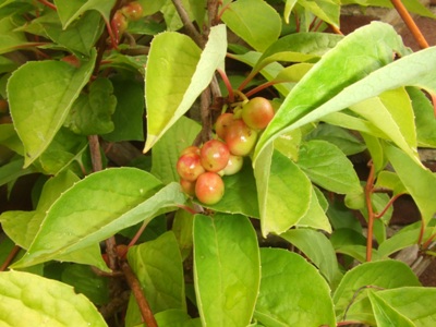 2_schisandra_chinensis.jpg