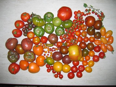 1tomatengrossernte.jpg