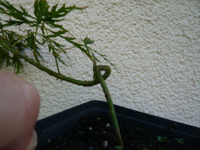 Acer_palmatum_Dissectum_Saemling_fars_2009.jpg