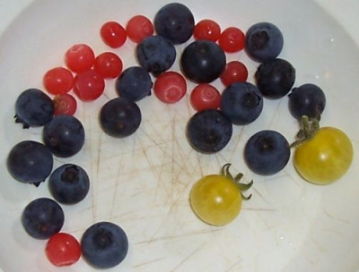 000_4085_Heidelbeeren_und_Tomate_Bianca.jpg