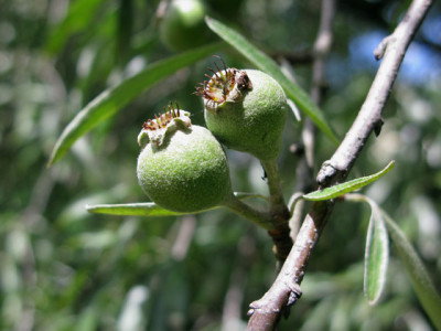 Pyrus_salicifolia_BaGaBS.jpg