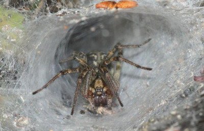 Agelena_cf_labyrinthica_-_Trichterspinne_w01b_-_Sandgrube_Niedringhaussee.jpg