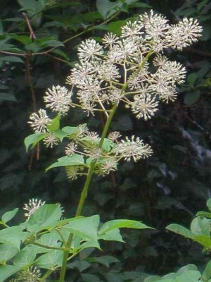 Aralia_cash._IMG_3314.jpg