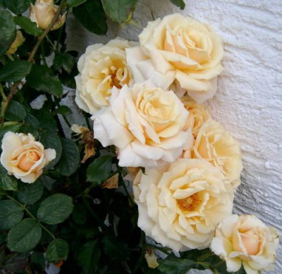 diamond_jubilee04.jpg