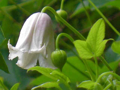 Cl._Kaiu_IMG_3328.jpg
