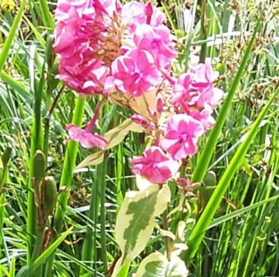 000_4074_Phlox_Elisabeth.jpg