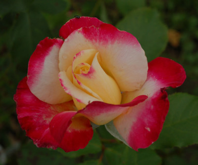 Double_Delight_0016__54579.jpg