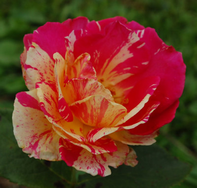 Claude_Monet_0018__54577.jpg