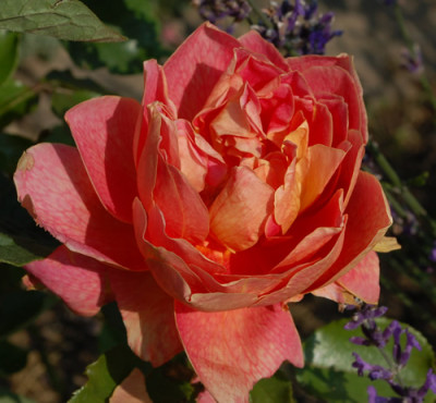 Heinrich_Wendland_0019__54657.jpg