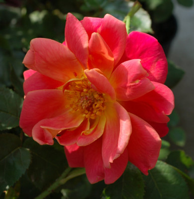 Rote_Mevrouw_G.A._van_Rossem_0020__54629.jpg