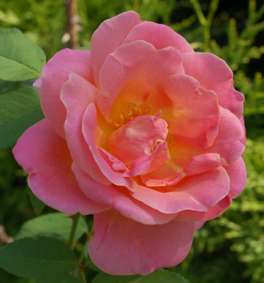Dr._Eckener_0021__54677.jpg