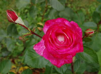 Rose_Gaujard_0022__54599.jpg