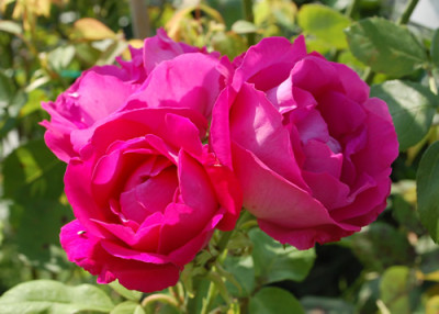 Ulrich_Brunner_fils_0023__54660.jpg