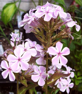 000_4089_Phlox_All_in_One.jpg