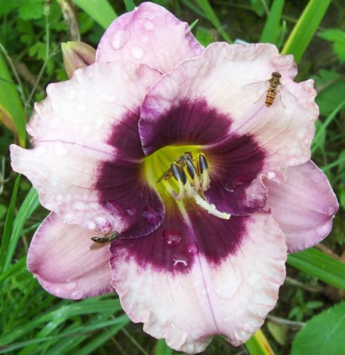 000_4067_Haller_Blaumeise.jpg