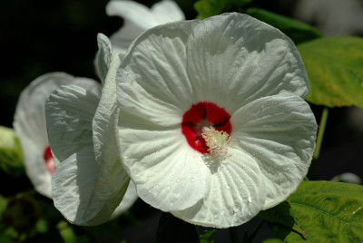 Hibiscus_Nippon_1_19-07-2009.jpg