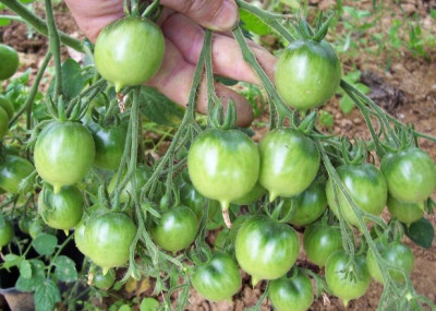 000_4082_Tomate_Riesentraube.jpg