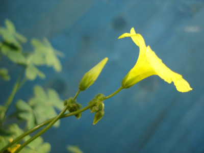 oxalis1.jpg