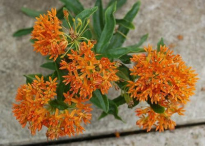 Knollige_Seidenpflanze_Asclepias_tuberosa_0010__54542.jpg