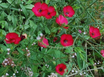 Grossblutiger_Lein_Linum_grandiflorum_0010__54433.jpg
