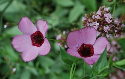 Grossblutiger_Lein_Linum_grandiflorum_0010__54434.jpg