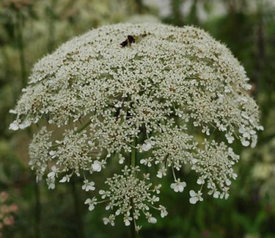 Daucus_carota_0010__54463.jpg
