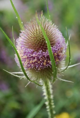 Dipsacus_silvester_0010__54475.jpg