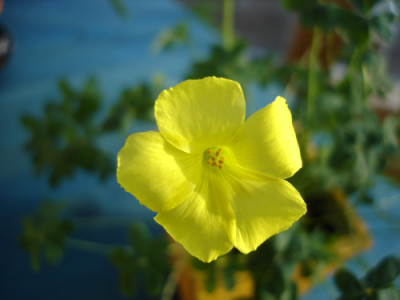 oxalis2.jpg