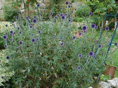 Kugeldistel_Echinops_ritro_0010__54490.jpg