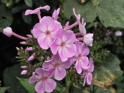 k-Phlox_rosa_mit_weiem_Auge.jpg