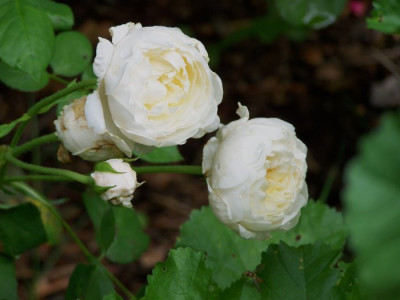 Juli_2009_Glamis_Castle_Bluten.jpg