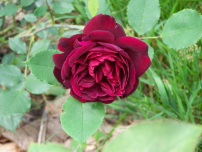Juli_2009_Francis_Dubreuil_Rose.jpg