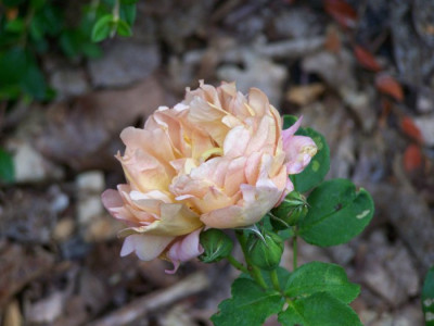 Juli_2009_Cafe_Blute.jpg