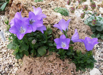 comp_Campanula_Joe_Elliot.jpg