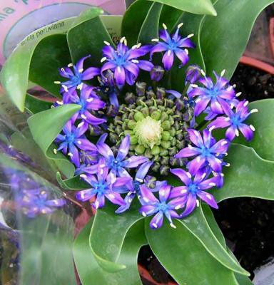 Scilla_peruviana.jpg