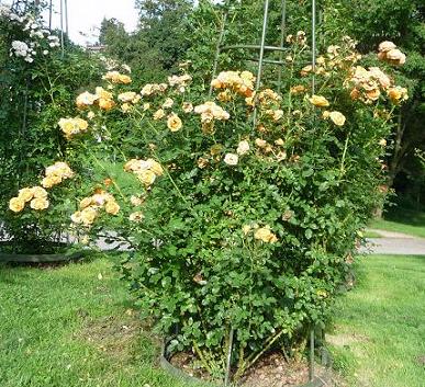 Nr_120_1.JPG
