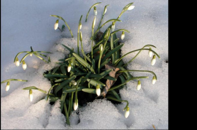 Schneeglockchen1.jpg