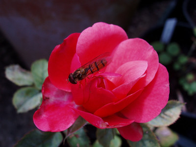 zwerggarten2009_zg.jpg