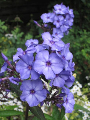 Phlox_blau_fruh_PaZ_13841.jpg