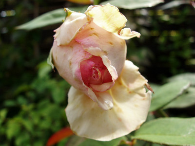 tic_072009_zg.jpg