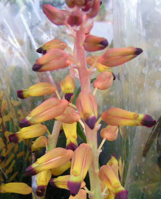 Lachenalia_Namakwa.jpg